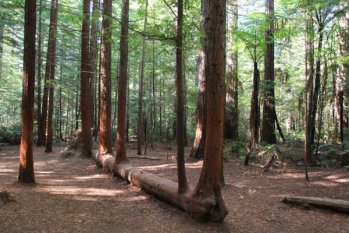 木材對(duì)人類的好處,你知道多少? 木材對(duì)人類的好處,你知道多少?